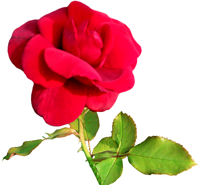Rose Clipart Rosebud Pink, Velvet Rose Clipart - Free Valentine Clip Art (697x709)