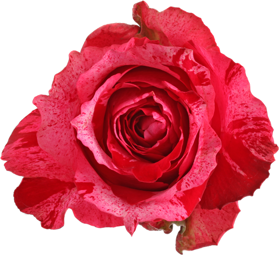 Frou Frouhead Size - Rose (1024x1024)