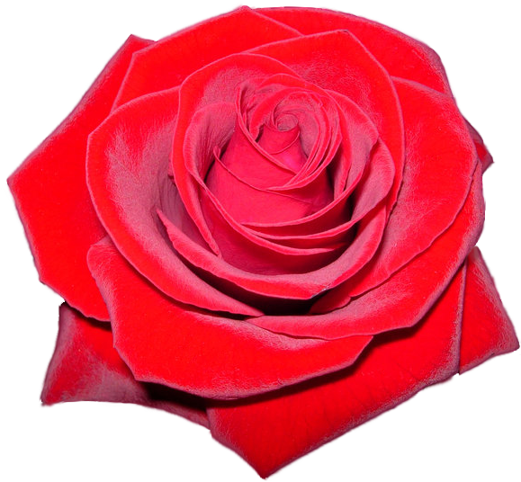 Red Rose Clipart - Glitter Roses Png (640x591)