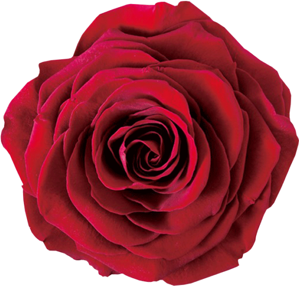 The Forever Spinning Rose Planet Is A Symbol Of Your - アモローサ プリザーブドフラワー リンダ アンティークレッド 1箱 (800x800)