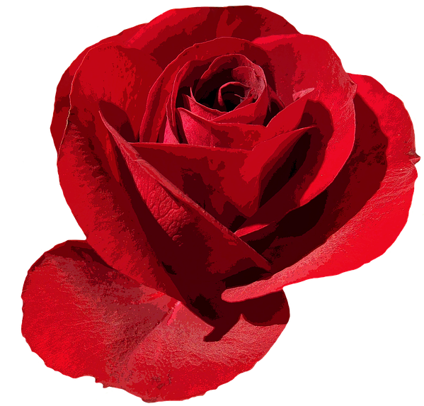Rose Png 26, - Rose (711x720)