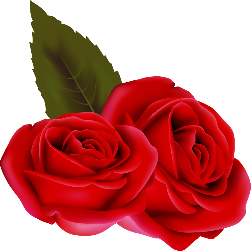Bouqet De Roses Rosa Fleur Rouge Passion St Valentin - Rose Rouge Fond Transparent (800x800)