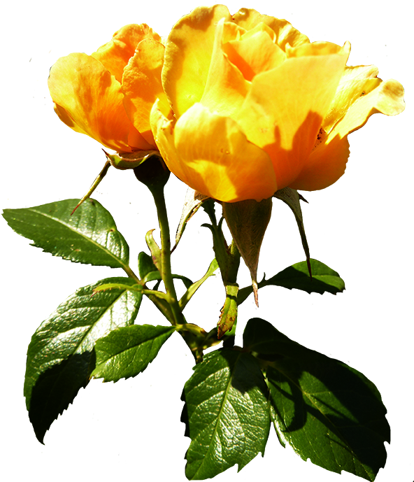 White Rose Clipart Withe - Rose (598x709)