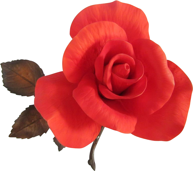 Stylist Burning Love Garden Rose Wondrous Boehm Red - Burning Rose Png (772x772)