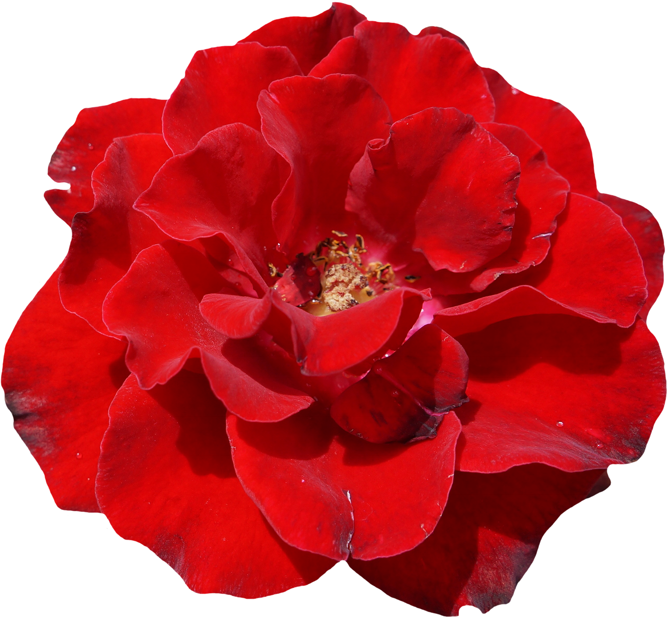 Rose, Red, Blossom, Bloom, Flower, Garden, Beautiful - Schöne Rote Rose, Elegante, Wedding Einladung (1500x1366)