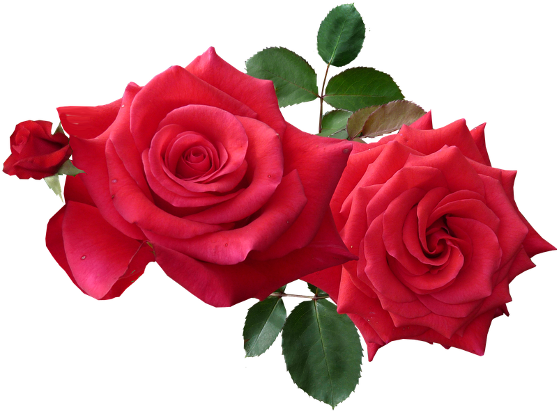 Roses, Red, Cut, Out - Ancient Wisdom Essential Oil - 10ml (rose Otto 5% Dilute) (960x623)