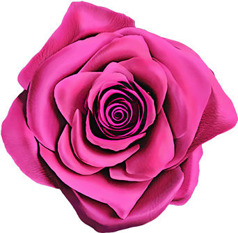 Extreme Phoenix Character - Garden Roses (400x346)