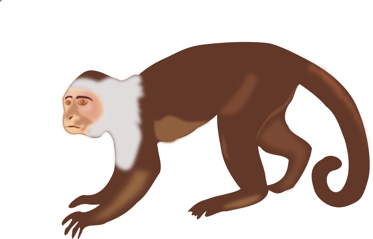 Capuchin Monkey White-headed Capuchin Brown Spider - White Headed Capuchin Monkey Drawing (1280x822)