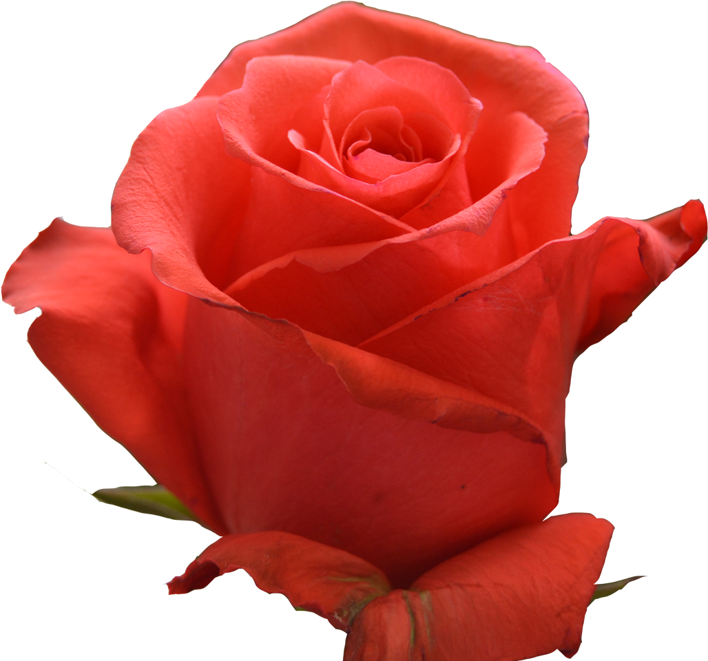 Rockstar - Rockstar Rose (1400x1000)