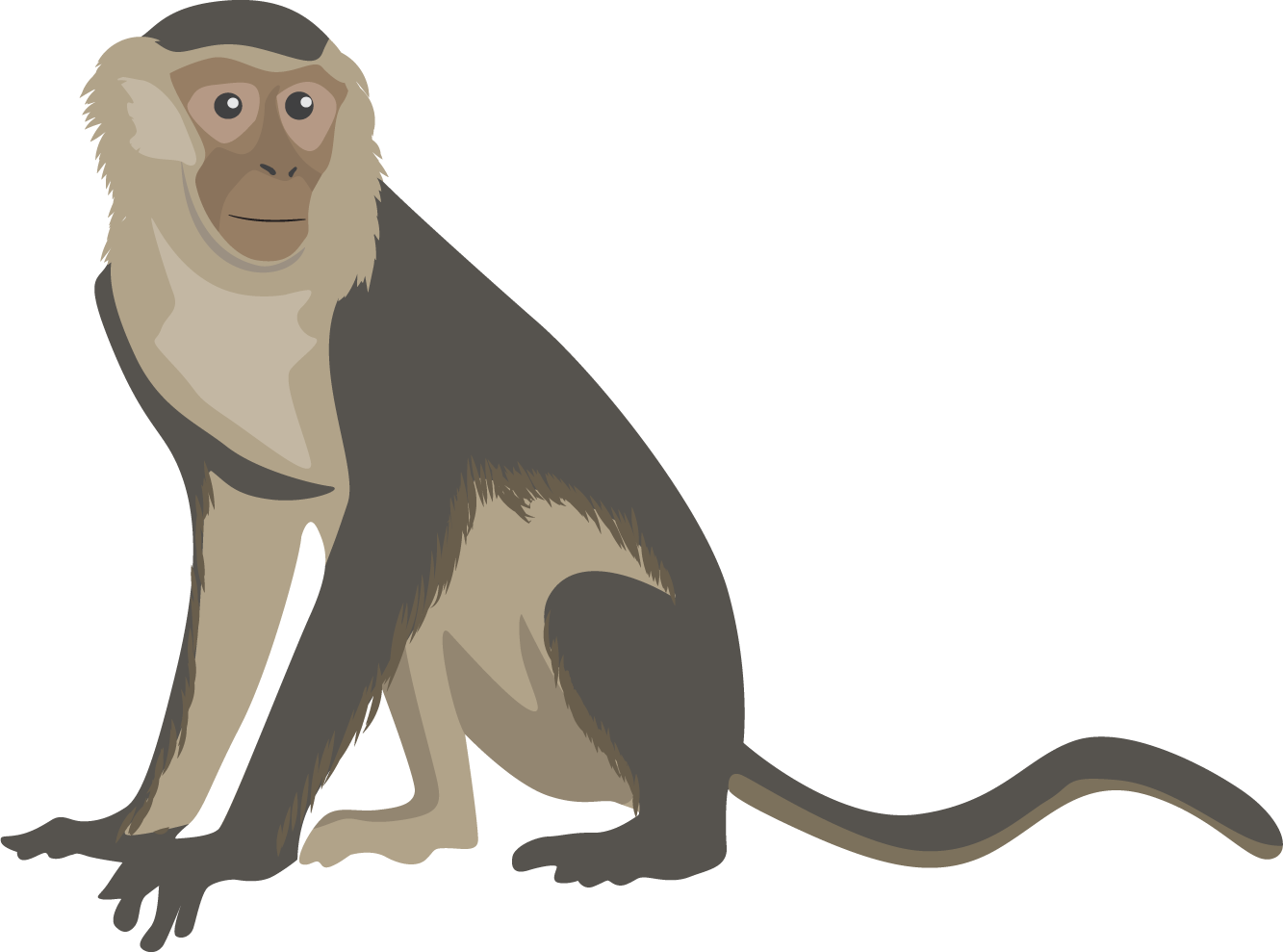 Monkey Clipart Png Image 03 - Capuchin Clip Art (1333x989)