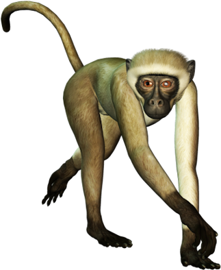 Monkey Little Cute Png - Monkey Png (331x400)