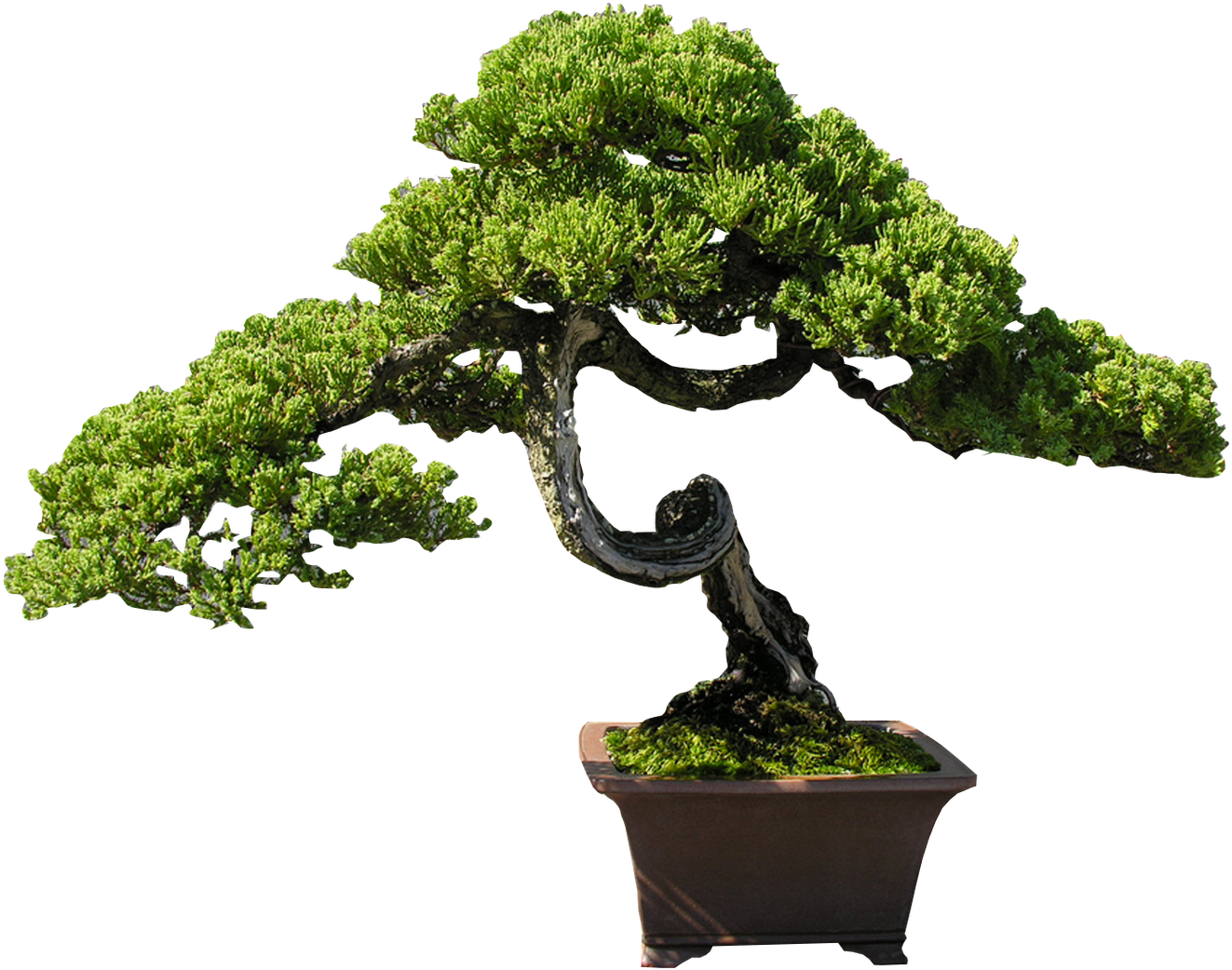 Indoor Bonsai Tree Clip Art - Indoor Bonsai Tree Clip Art (1600x1200)