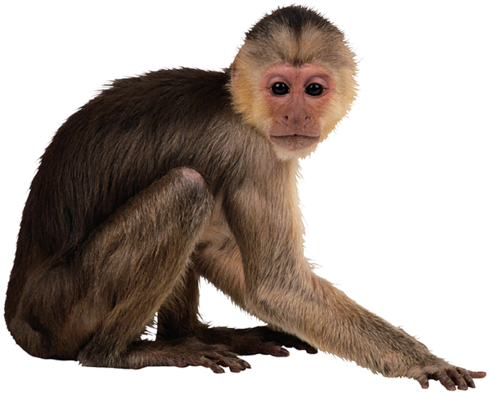 Monkey Hd Png Image - Monkey Transparent Background (500x462)