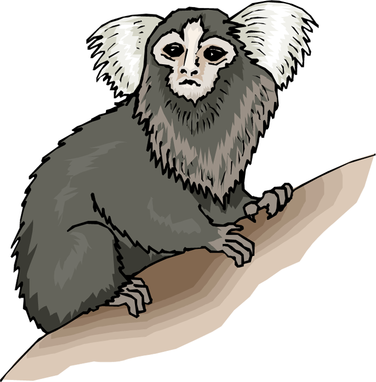 Monkey Clipart - Marmoset Png (738x750)