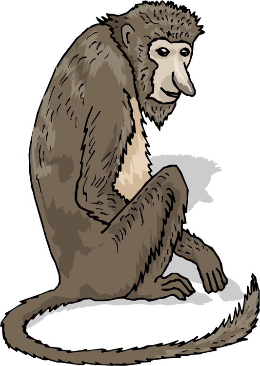 Big Nose Monkey - Clip Art (533x750)