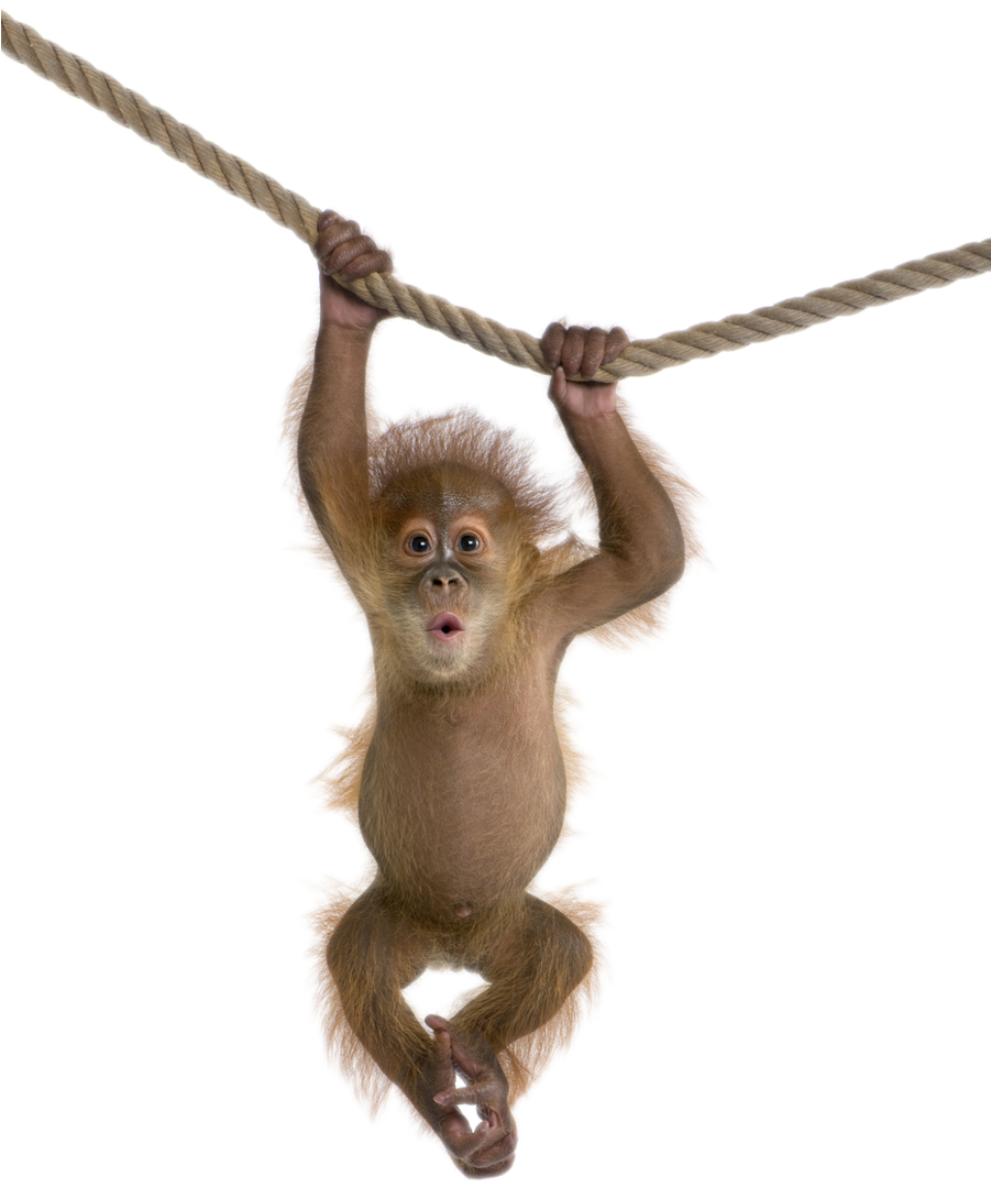 Monkey Baby Png File - Animal And White Background (900x1237)