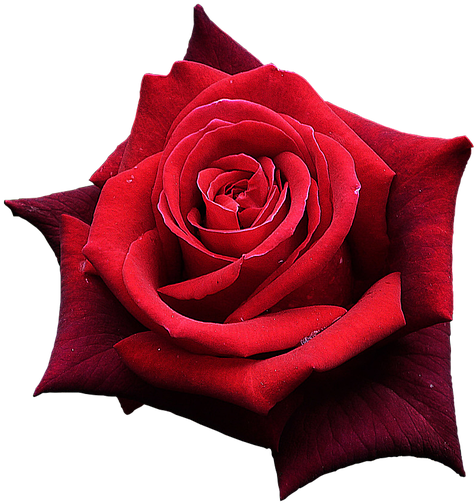 Red Rose, Flowers, One Rose, Beautiful Flower - One Rose Png (960x720)