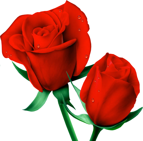 Red Rose Clipart Painted - Red Follower (494x488)