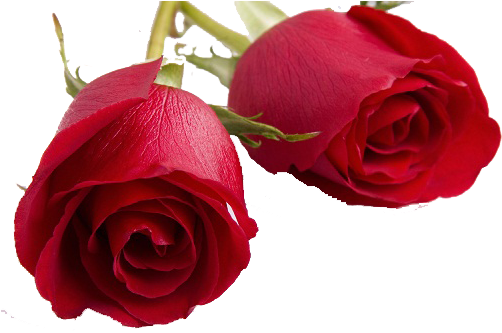Valentines Day Roses Png Transparent Image - Happy Rose Day My Love (518x343)