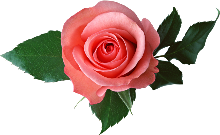 Pink Rose On A Transparent Background - Transparent Background Rose Transparent (900x628)