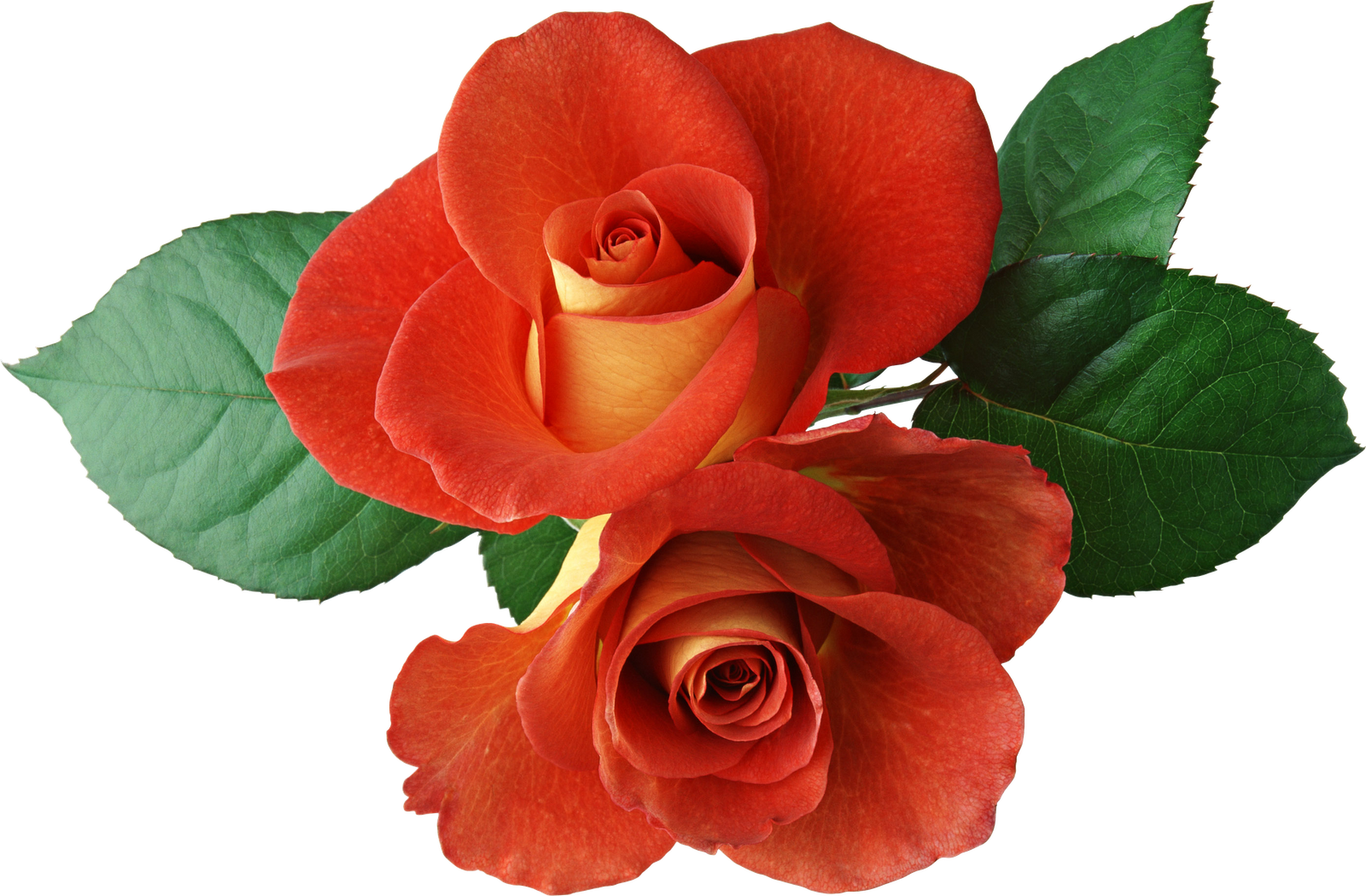 Two Roses Clipart - Two Roses Clipart (1600x1050)
