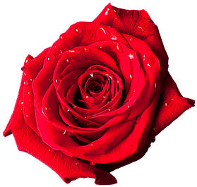 Rosette, Red, Beauty, Flower - กุหลาบ Png (544x340)