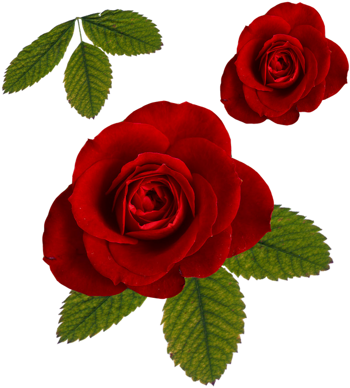 Paper Digital Scrapbooking Letter Flower - Rose And Leaf Png (800x800)