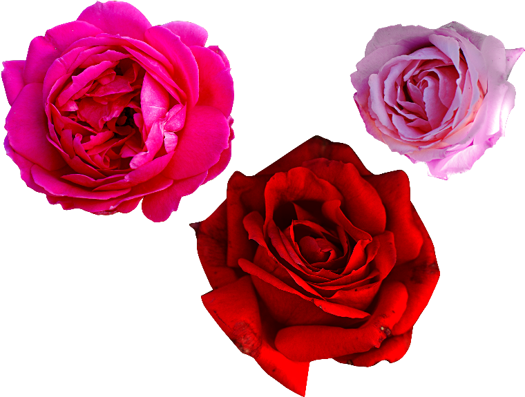 Pink Rose Png Free - Rose Flower Png Real (800x600)