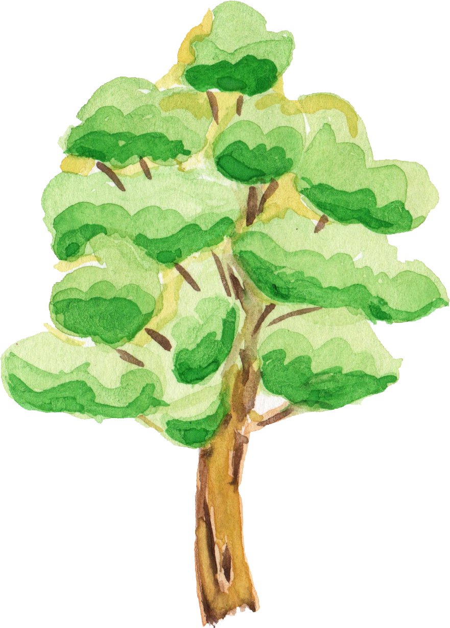 Tree Cartoon Png - Trees Forest Cartoon Transparent Background (881x1229)