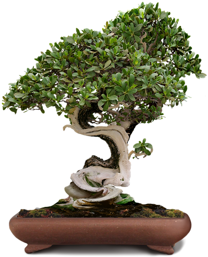 Bonsai Tree Clipart - Bonsai Png (488x720)