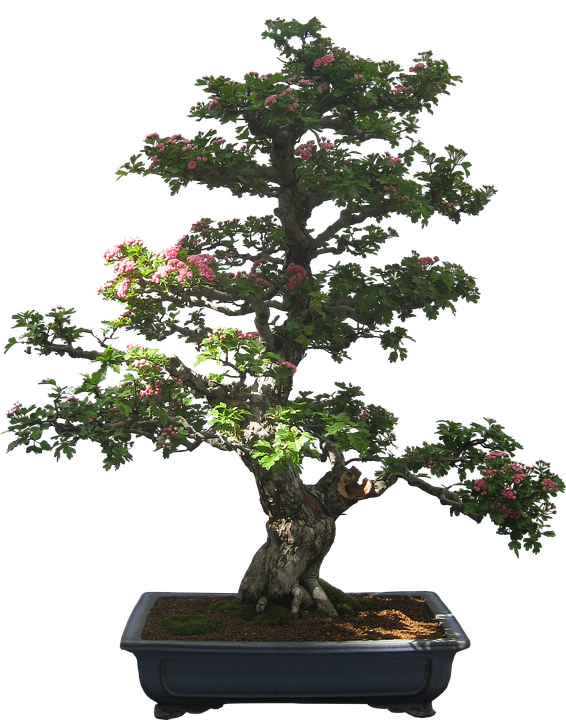 Bonsai Cliparts 9, Buy Clip Art - Bonsai Tree Bonsai Silhouette (566x720)