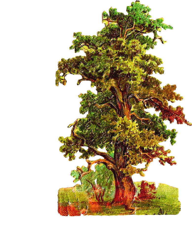 This Is A Very Detailed Oak Tree Graphic That I Created - Vintage Oak Tree Png (976x1236)