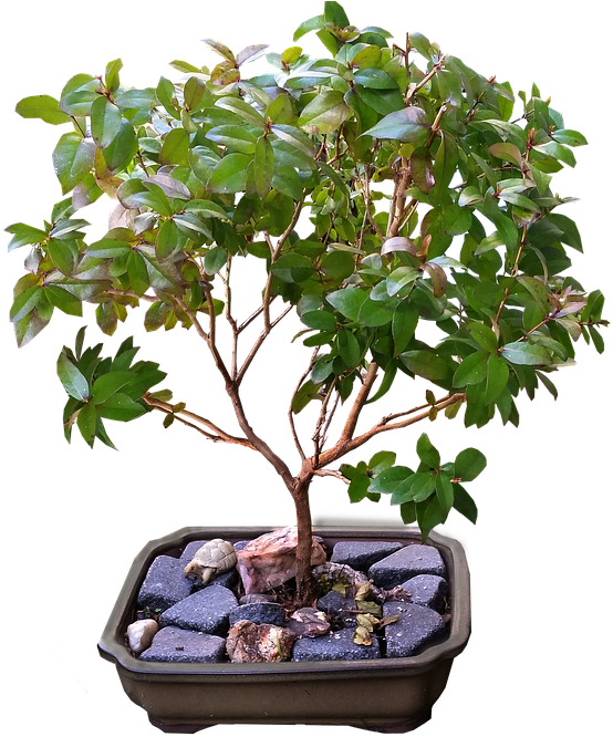 Bonsai Tree Clipart 12, - Golden Gate Ficus (693x720)