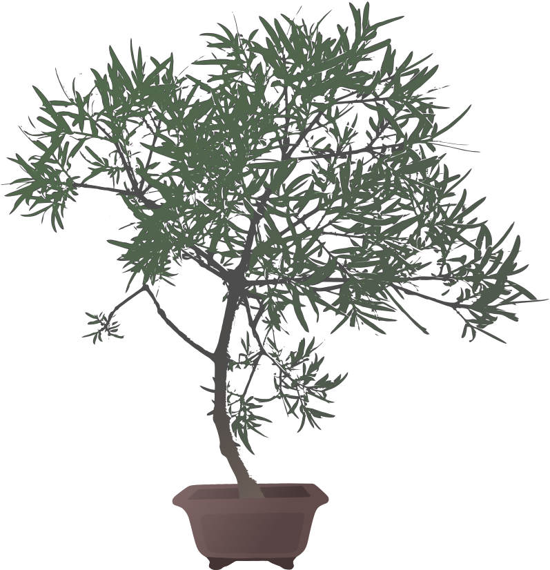 Bonsai Tree Vector - Delicate (894x1000)