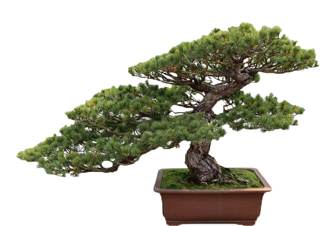 Get Your Balconies Or House Landscaped By Us - Bonsai Tree Transparent Background (650x465)