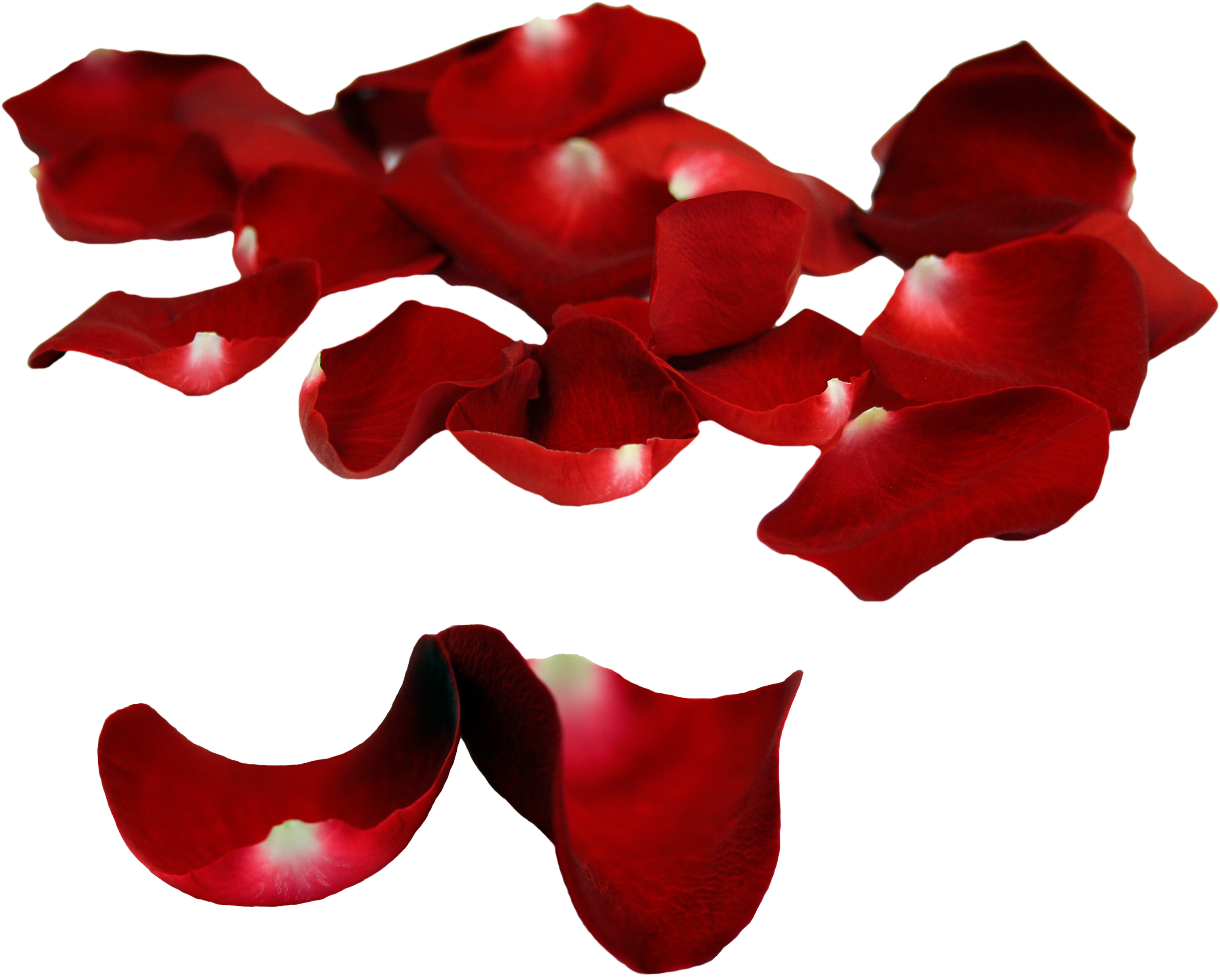 Rose Patals On Floor - Rose Petal (3248x2637)