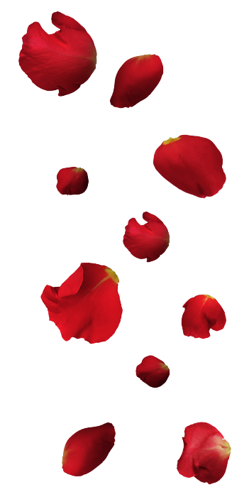 Free Falling Petals Png - Rose (351x700)