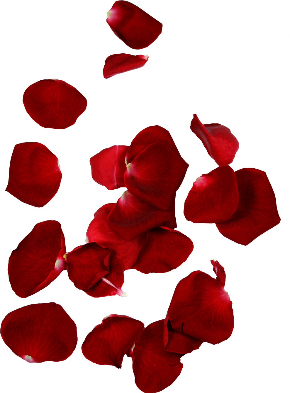 Rose Petal Flower Leaf - Rose Petal Flower Leaf (1252x1418)