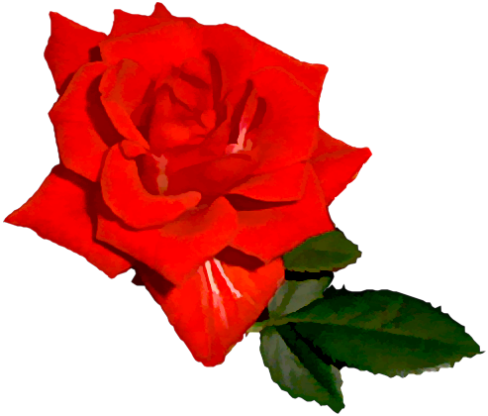 Bright Red Rose 03 - Bright Red Rose Transparent (488x416)