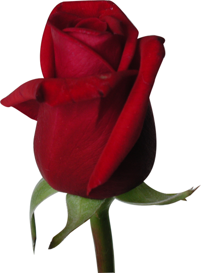Rose Flower Wallpaper Background - Beautiful Red Rose Flowers (400x543)