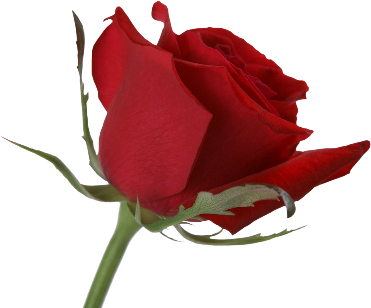 Red Rose Gifs White Background (1600x1200)
