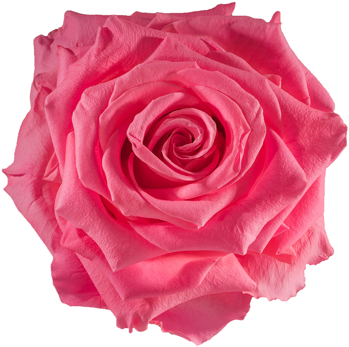 Preserved Rose Baby Pink - Rose (738x738)