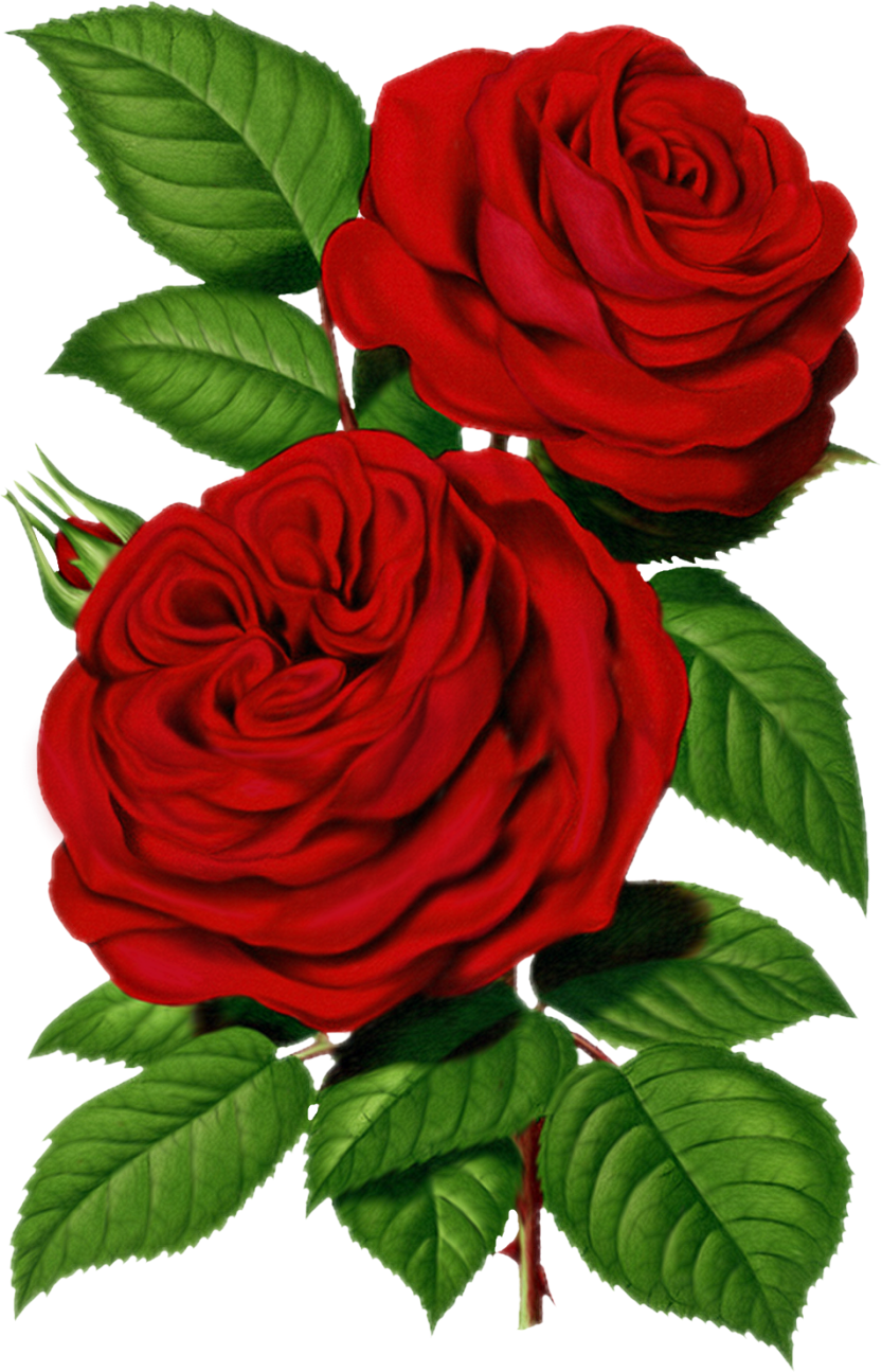 Victorian Red Rose Graphic - Rose Prints (833x1295)