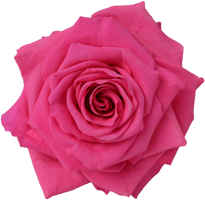 Preserved Rose Red Pink Medium - Rose (738x738)