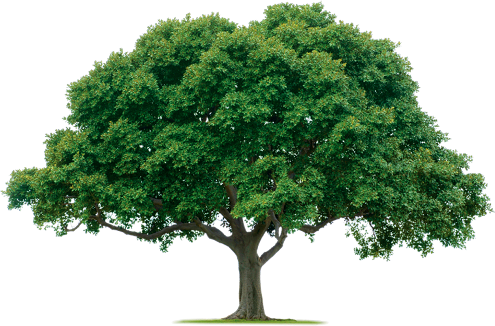 Tree Png - 1000 Pics - Oak Tree Png (2000x1082)