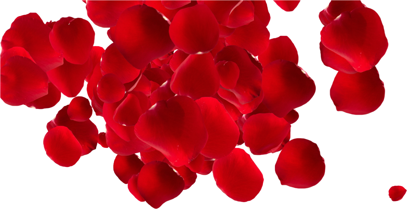 Garden Roses Petal Flower Download Beach Rose - Rose (1600x900)