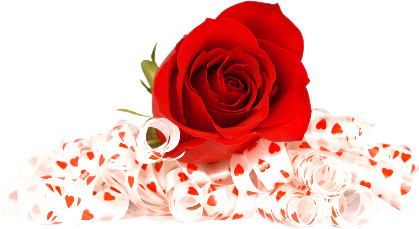 Cheap Download Png Image Report Tags Flower Flower - Flowers Red Rose Png (1420x845)