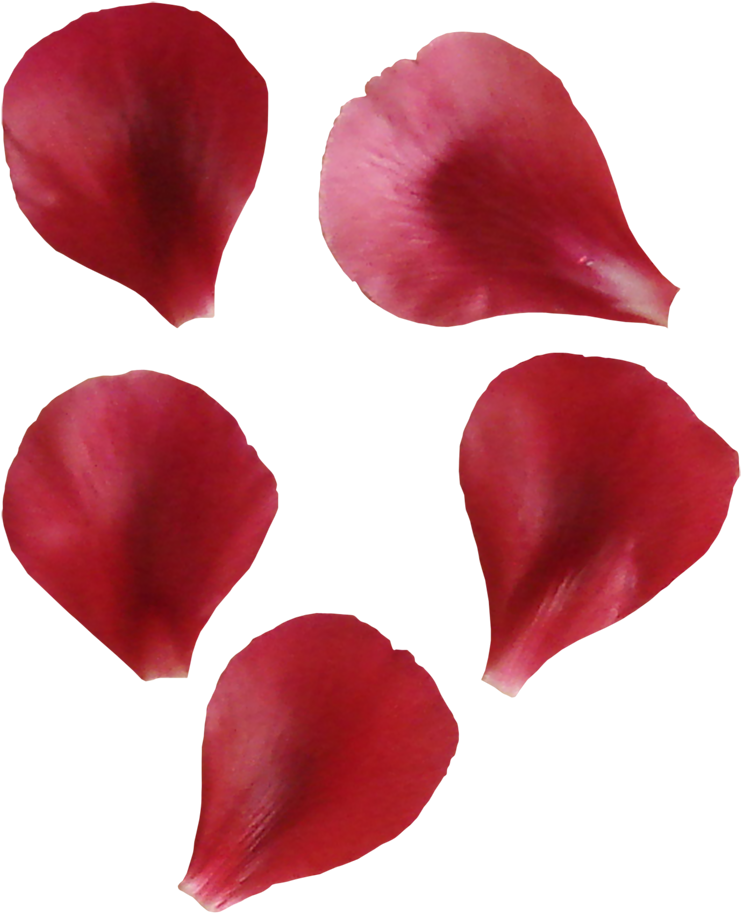 Petal Flower Leaf - Portable Network Graphics (800x953)