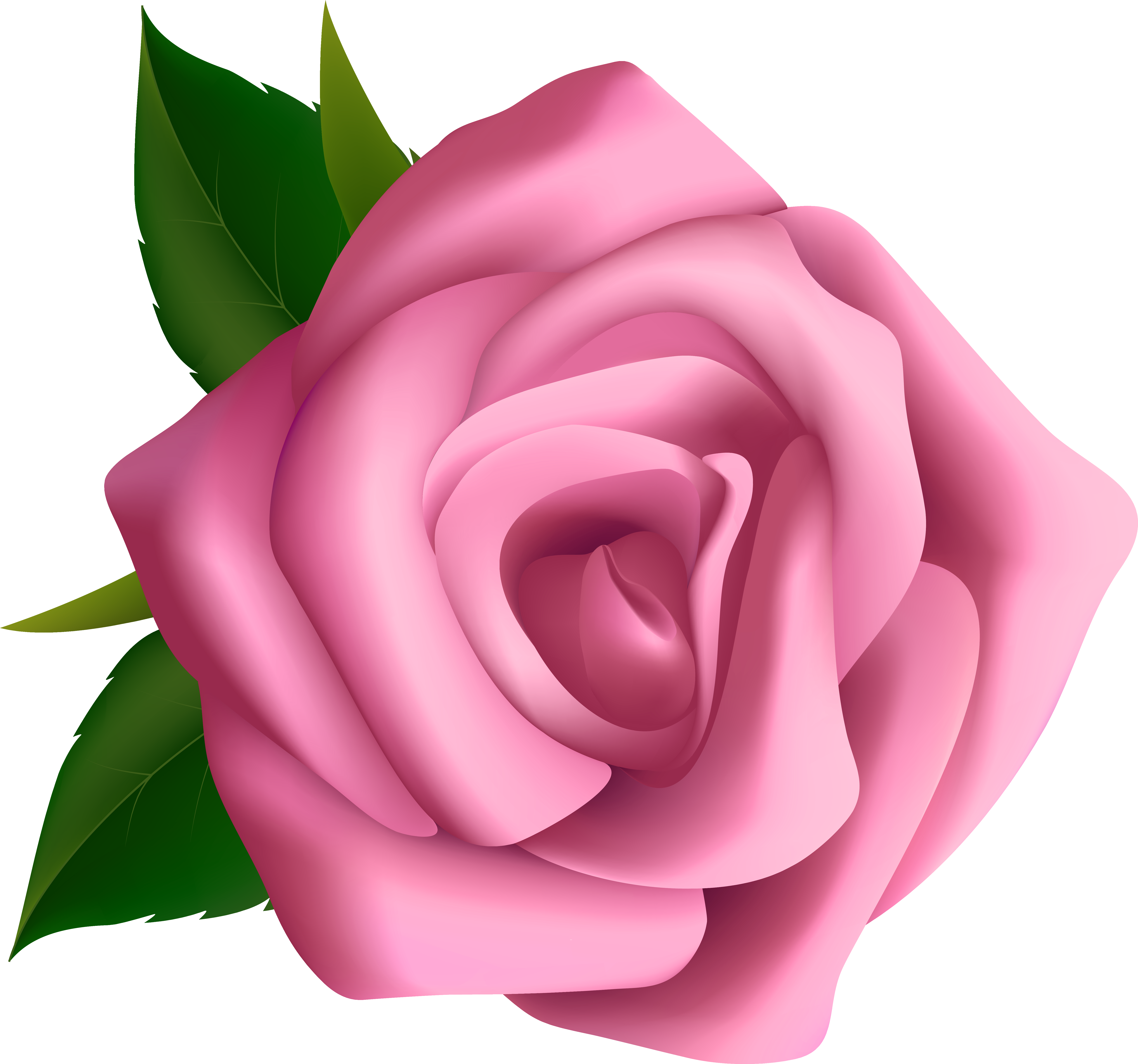 Long Clipart Flower Stalk - Rose Pink Clipart (6268x5859)