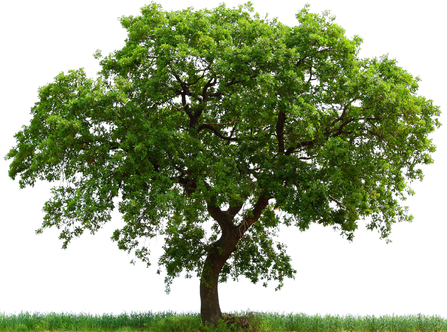 Tree Clipart Downloads - Java Oak (1459x1084)